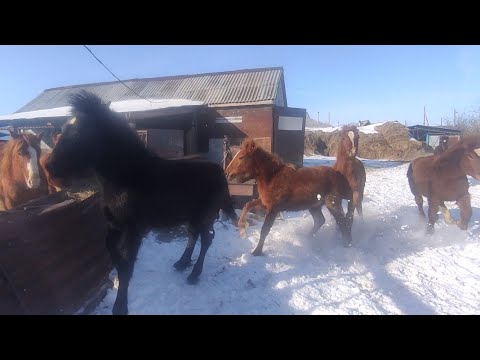 Видео: Жеребцы и жеребята. Выпустил из тесной клетки.