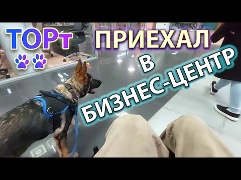Видео: 🐶Ходим со щенком по бизнес-центру.🏢