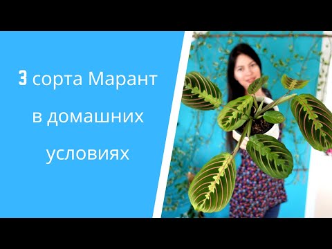 Видео: Маранта: сорта, уход в домашних условиях и таймлапс "молитвы"🌸