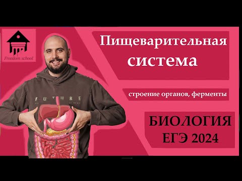 Видео: ПИЩЕВАРИТЕЛЬНАЯ система ДЛЯ ЕГЭ 2024 |ЕГЭ БИОЛОГИЯ|Freedom|