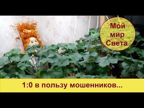 Видео: ПЕЛАРГОНИИ, КОЛЕУСЫ: сегодня не о них. О МОШЕННИКАХ