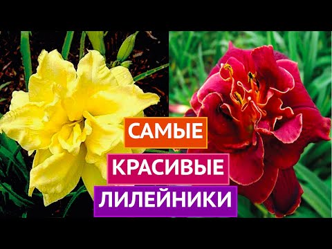 Видео: ТАКИХ КРАСИВЫХ И НЕОБЫЧНЫХ ЦВЕТОВ ВЫ ЕЩЕ НЕ ВИДЕЛИ!!