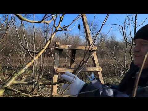 Видео: Аспекти обрізки дерев. Обрізка яблуні на плодоношення та продовження віку дерева.