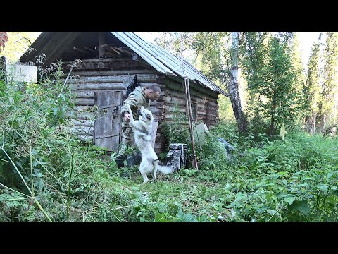 Видео: РЫБАЛКА НА ТАЕЖНОЙ РЕЧКЕ. СОХРАНИЛ РЫБУ В ЖАРУ. ЖИЗНЬ В ЛЕСНОЙ ИЗБУШКЕ.