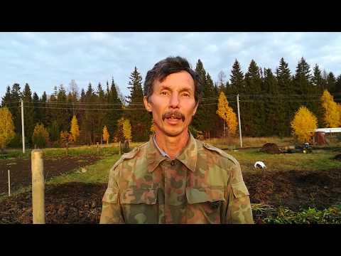 Видео: Второй этап посадки смородины