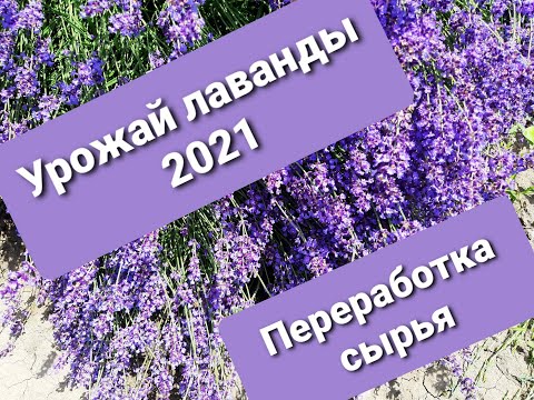 Видео: Урожай лаванды 2021. Сбор. Переработка сырья. Harvest of lavender 2021.