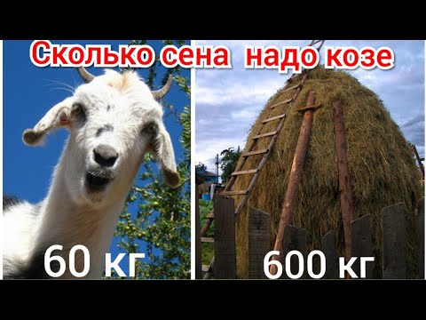 Видео: сколько сена надо козе на зиму, содержание коз,  чем кормить коз зимой