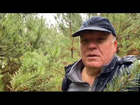 Видео: Я сегодня выиграл в лотерею! Грибы 🍄‍🟫 как на подбор,заглядение! Такие эмоции продлевают жизнь!