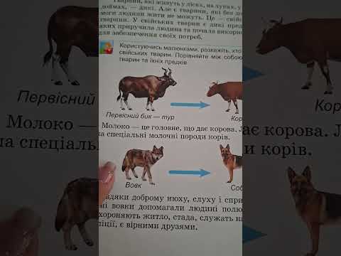 Видео: Дикі та свійські тварини. Жаркова 2 клас