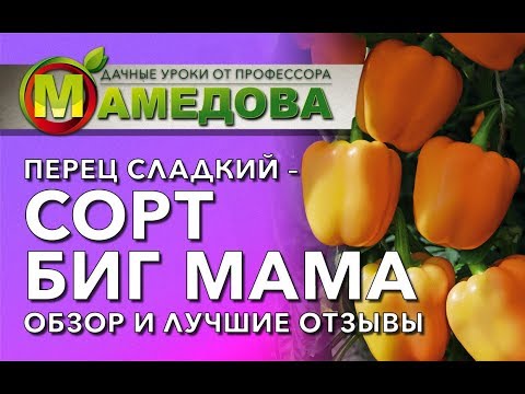 Видео: ПЕРЕЦ СЛАДКИЙ - Сорт Биг Мама. Обзор и лучшие отзывы.
