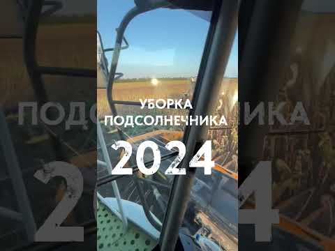 Видео: Уборка подсолнечника 2024. Адыгея 8 августа #shorts #сельскоехозяйство