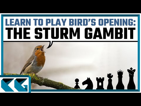 Видео: Шахматные дебюты: научитесь играть гамбит Штурма в дебюте Птицы!