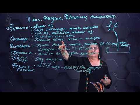 Видео: Жылдам, баяу жиырылатын бұлшықет ұлпаларының құрылысы. 2 бөлім. 10 сынып.