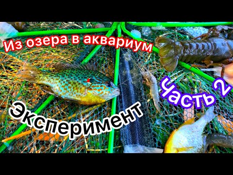 Видео: Эксперимент. Переселение обитателей из озера в аквариум. Обустройство аквариума. Наблюдение. Часть 2