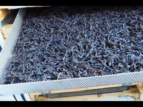 Видео: ИК-сушилка для 🌺 чая, 🍒 ягод, 🍅 овощей и 🍄 грибов. Dryer for tea.