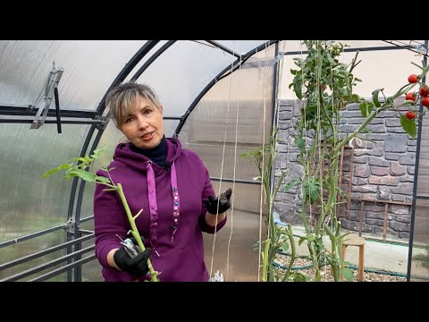 Видео: Не выбрасывайте томатную ботву! Лучше приготовьте из нее супер удобрение