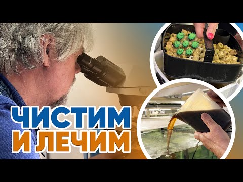 Видео: Аквариумные новости с Владимиром Ковалёвым (09.05.2025). Чистим и лечим!