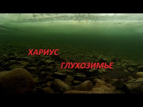Видео: Хариус. Что это? Глухозимье? Подводные съемки