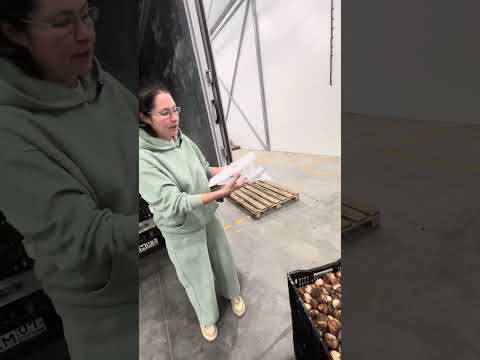 Видео: Как луковица тюльпанов должна правильно ехать на север.