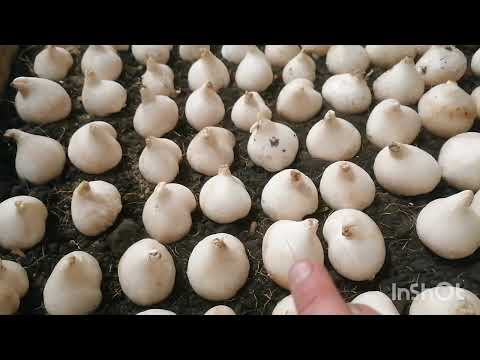 Видео: Посадка тюльпанов