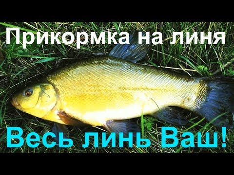 Видео: Прикормка на линя. ВЕСЬ ЛИНЬ ВАШ!