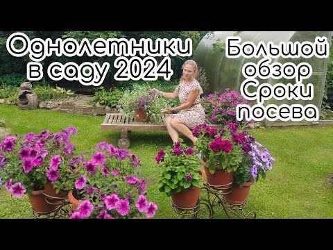 Видео: Однолетники в саду 2024. Большой обзор. Сроки посева