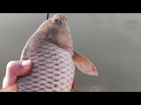 Видео: Рыбалка на Сырдарье. Ловим Сазана