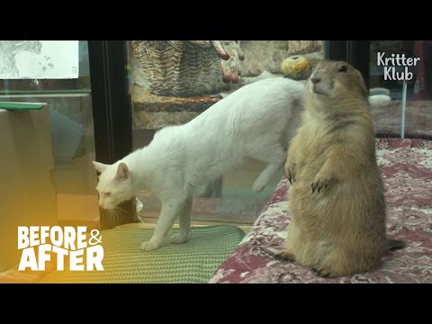 Видео: Отвергнутая луговая собачка использует кошек в качестве боксерской груши | До и после макияжа