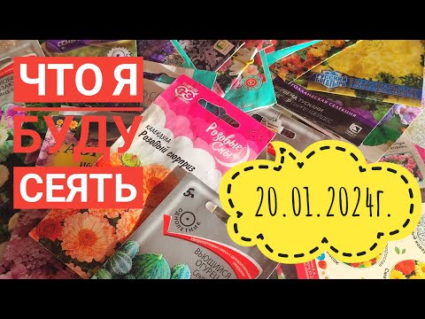 Видео: Что буду сеять в 2024г/Семена по советам зрителей#влог#сибирь#дача#огород#цветы#семена#овощи