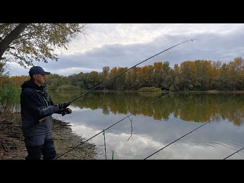 Видео: Я такого НЕ чекав! Осінній фідер приніс РЕЗУЛЬТАТ! Де зараз ВСЯ РИБА? Рибалка на карася восени.