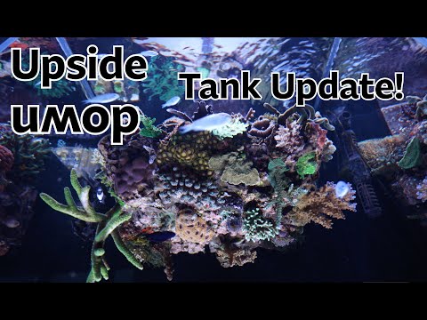 Видео: Мои кораллы растут вверх дном в моем рифовом аквариуме!