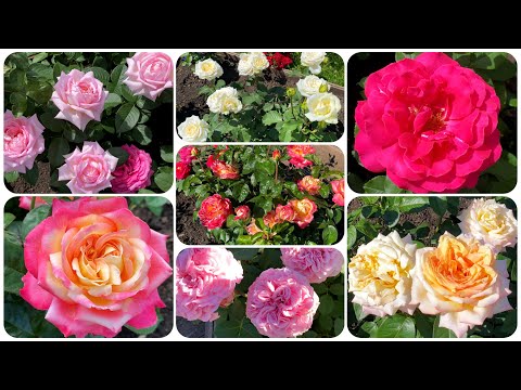 Видео: Чайно-гибридные розы на Урале. Роскошь, доступная всем!