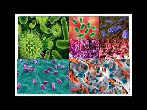 Видео: Бактериялардың таралуы.Биология 7сынып.