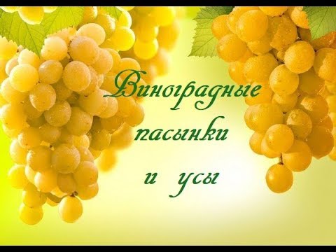 Видео: Виноградные пасынки  и усы.