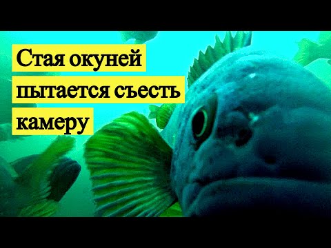 Видео: Стая окуней пытается съесть камеру.