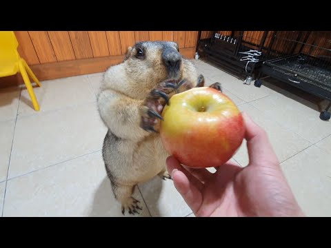 Видео: сурок раздавит это яблоко