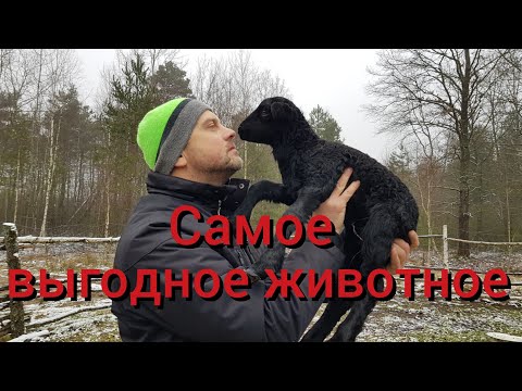 Видео: Самое выгодное животное . Кого выгодно разводить? Итог первого года содержания свиней , овец и коз .