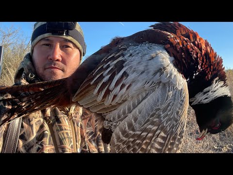 Видео: СУМАСШЕДШИЕ ФАЗАНЫ КАРАТАЛА ! Жетысу. Охота в Казахстане. Охота в Талдыкоргане. Низовье Каратала.