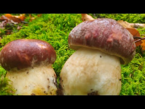 Видео: Гриби Карпат 25 