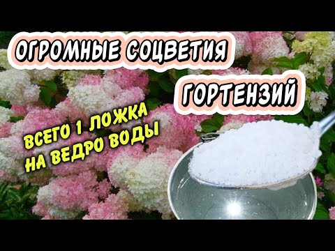 Видео: Гортензии зацветут огромными шапками, если сейчас сделать доступную подкормку: 1 ложка на ведро воды