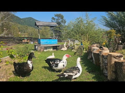 Видео: ПОСЛЕДНИЙ ДЕНЬ ЛЕТА НА ДЕРЕВЕНСКОЙ УСАДЬБЕ с ЕНОТАМИ В СИБИРИ Хакасия