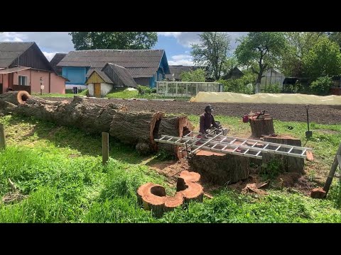 Видео: milling elm tree Дерево - пещера