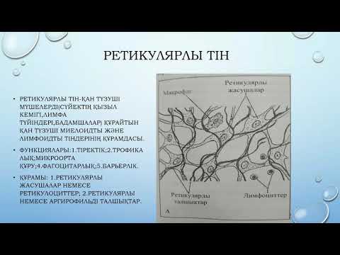 Видео: Тығыз талшықты дәнекер тіні І Пішінделген және пішінделмеген дәнекер тіндері.