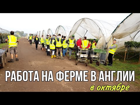 Видео: РАБОТА НА ФЕРМЕ В АНГЛИИ В ОКТЯБРЕ | Есть ли работа? | Сбор ягод в Англии в октябре