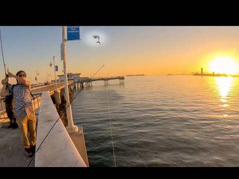 Видео: Новости о рыбалке от 28 октября 2025 г., пирс Белмонт. Бонито кипят повсюду. Поторопитесь.