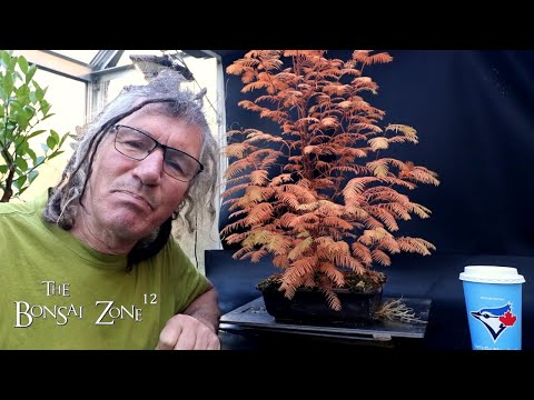 Видео: Обрезка секвойи «Рассвет» и пересадка деревьев в помещении, Зона бонсай, октябрь 2025 г.