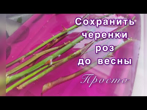 Видео: Как подготовить черенки роз в зиму и сохранить до весны