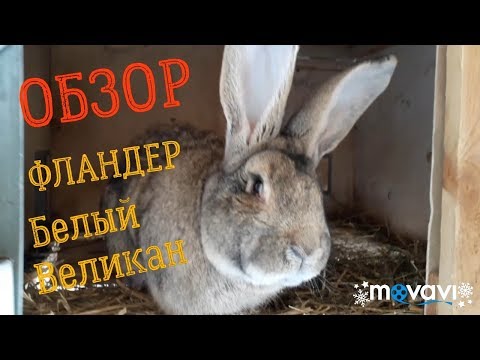 Видео: Обзор. Кролики порода Белый Великан и Фландер. Окрол крольчихи, что пошло не так.