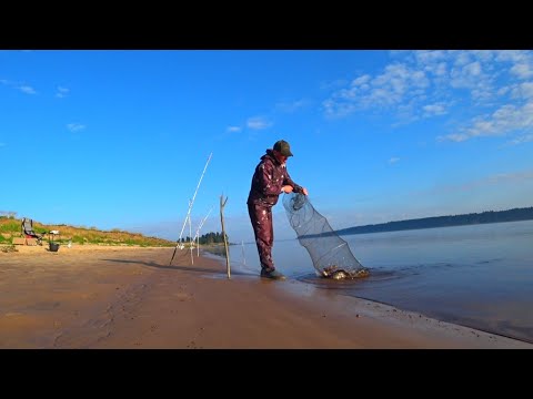 Видео: Столько Рыбы на Закидухи я Ещё не Ловил!!! Рыбалка на Леща.