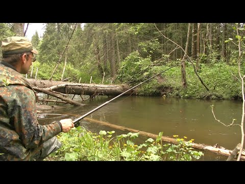 Видео: Рыбалка в "царстве бурелома" #286